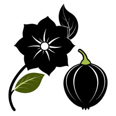 silhouette nicandra physalodes black pod flower vector on white