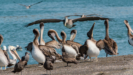 Brown Pelicans Gathered on a California Beach with Birds in Flight