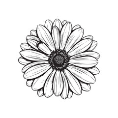 Fototapeta premium Black and white line drawing of a daisy flower gerbera