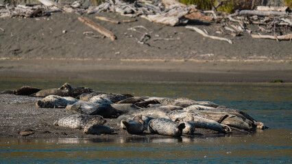 Harbor Seals Resting at the Russian River Estuary