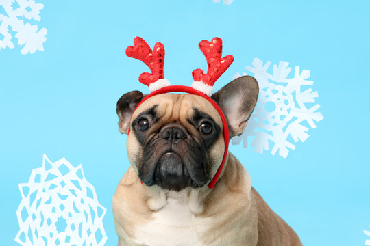 Cute French bulldog in reindeer horns and snowflakes on blue background. Christmas celebration - Powered by Adobe