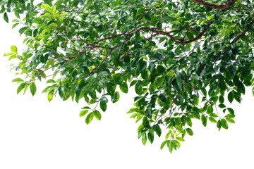 Obraz premium Lush green leaves on branches, a close-up view