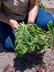 Woman Working in a Vegetable Garden, with Fresh Produce farm