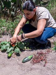 Woman Working in a Vegetable Garden, with Fresh Produce farm