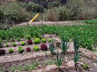 Woman Working in a Vegetable Garden with Fresh Produce