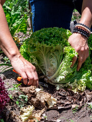Woman Working in a Vegetable Garden, with Fresh Produce farm