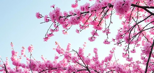 Vibrant cherry blossom branches cascade across a soft, pastel blue sky,  vibrant,  spring