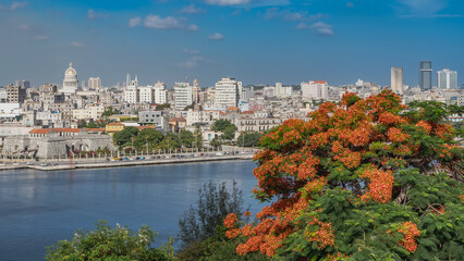 Naklejka premium Beautiful urban landscape. The embankment by the bay. Lots of buildings, the dome of the Capitol against the blue sky. A flowering tree Delonix regia in the foreground. Cuba. 