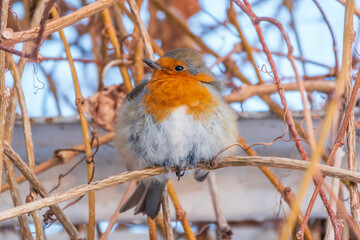 Cute bird the European Robin, Erithacus rubecula. sitting on the tree branch in winter.