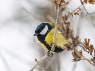Cute bird Great tit, songbird sitting on a branch without leaves in the autumn or winter.