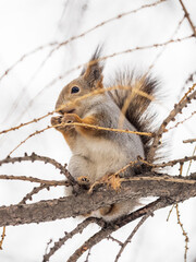 Obraz premium The squirrel with nut sits on tree in the winter or late autumn