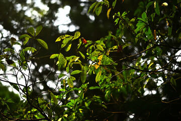 森　森林イメージ　陽射し
