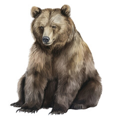 PNG A Bear bear wildlife mammal.