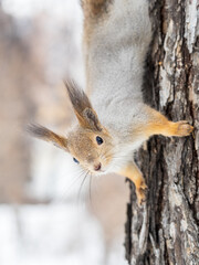 Portrait of a squirrel on a tree trunk