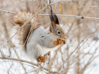 The squirrel with nut sits on tree in the winter or late autumn