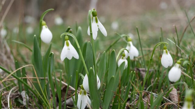 Delicate spring snowdrop flowers blooming in meadow