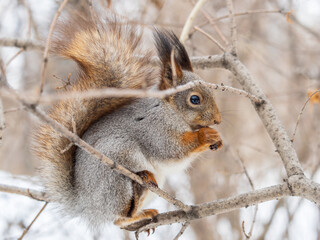 The squirrel with nut sits on tree in the winter or late autumn