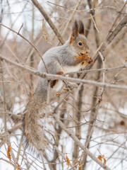 The squirrel with nut sits on tree in the winter or late autumn
