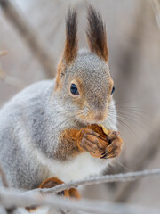 The squirrel with nut sits on tree in the winter or late autumn