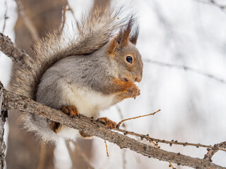 The squirrel with nut sits on tree in the winter or late autumn