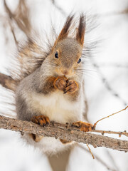 The squirrel with nut sits on tree in the winter or late autumn