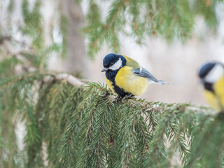 Cute bird Great tit, songbird sitting on the fir branch with snow in winter