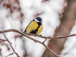 Fototapeta premium Cute bird Great tit, songbird sitting on a branch without leaves in the autumn or winter.