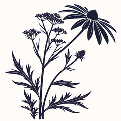 black and white maximilian sunflower