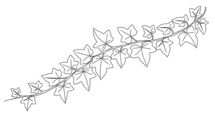 Elegant hand drawn ivy branch on white background ideal for botanical illustrations and designs