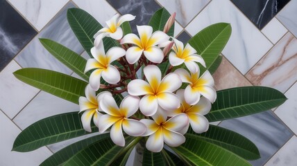 Delicate white and yellow plumeria flowers burst with tropical beauty against a modern marble backdrop, evoking tranquility and exotic allure for serene spa or resort designs.