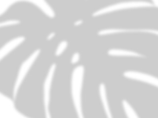 Palm Leaf Shadow Overlay PNG