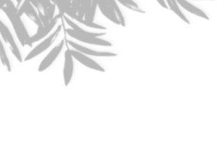 Tropical Monstera Leaf Shadow Overlay PNG