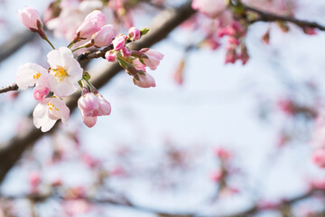 Crabapple Blossom Floral Beauty Spring Garden Photography