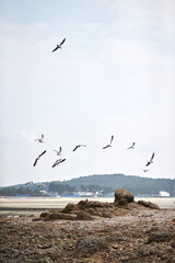 Seagulls Flying Over Beach Coastal Wildlife Action
