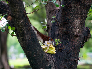 Adorable Squirrel Enjoying Fresh Bananas on Tree Branch - Wild Animal Feeding Behavior in Natural Habitat