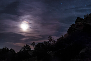 Moonlit Forest Landscape Photography Trees Under Night Sky