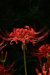 美しい彼岸花の華の景色