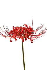 美しい彼岸花の華の景色