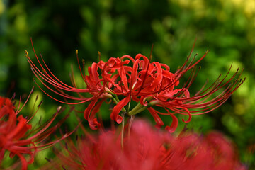 美しい彼岸花の華の景色