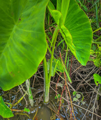 Colocasia esculenta plants grow on bushes