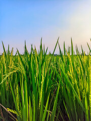 Fototapeta premium background of rice plants in the fields 