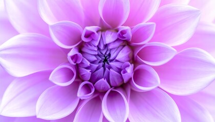 Pink and purple dahlia petals macro, floral abstract background. Close up of flower dahlia for background, Soft focus.
