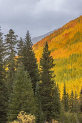 Aspens and Fir Trees