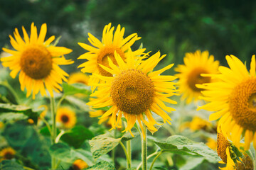 Sunflower Field Landscape Photography Golden Flower Sea Under Blue Sky