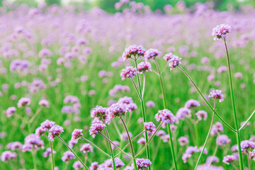 Naklejka premium Purple Verbena Flower Field Landscape Photography Floral Sea Scenery