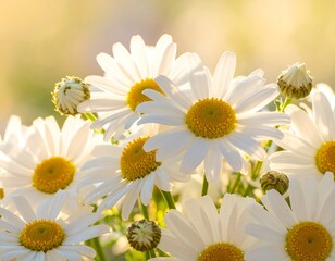 Beautiful White Daisies in Sunlight.