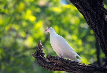 Summer Pigeon Bird Portrait Urban Wildlife Photography