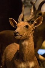 Grand Antelope Animal Wildlife Photography Portrait
