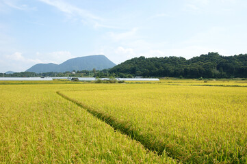 Rice Paddy Farm Plants Agriculture Close Up Photography