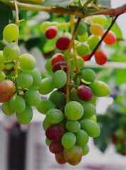 Red grapes a bunch of fresh grapes hanging on the vine. Red Grapes in my home garden